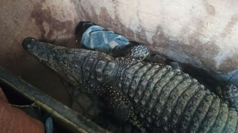 Российские таможенники задержали живого крокодила на границе с Казахстаном