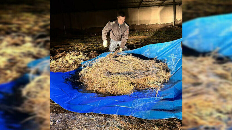 В Жамбылской области у пастуха изъяли более 40 кг наркотиков