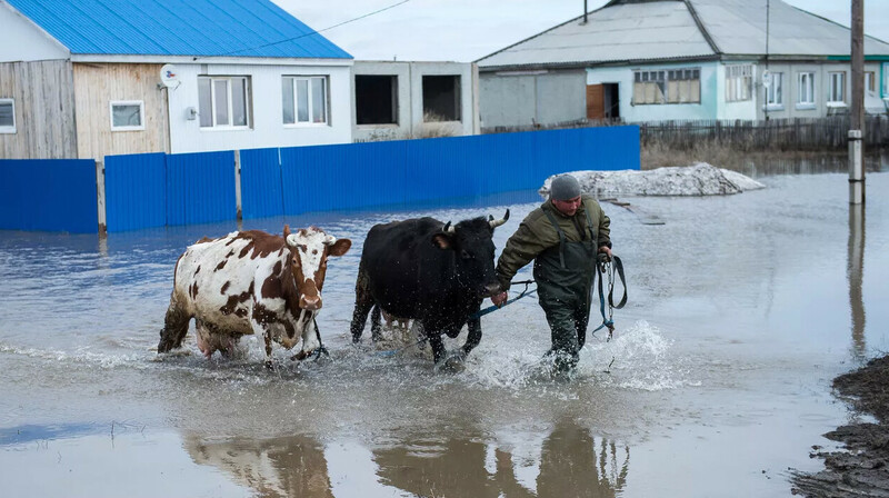 Из-за паводков в Казахстане пало более 5700 голов скота
