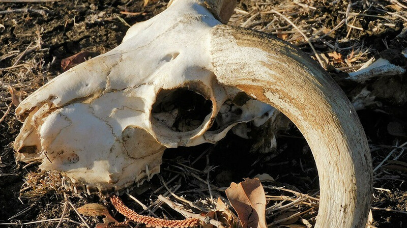 Минсельхоз высказалось о затоплении скотомогильников сибирской язвы