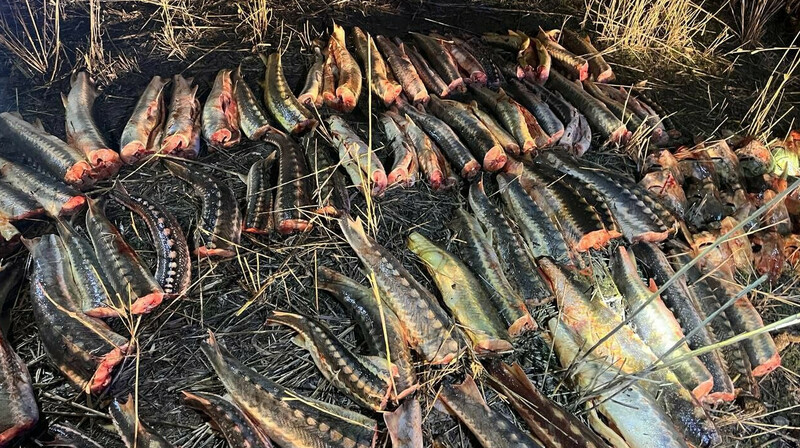 В Атырауской области изъяли почти полтонны осетра