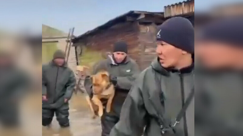 Паводки в Казахстане: появились кадры спасения животных из СКО