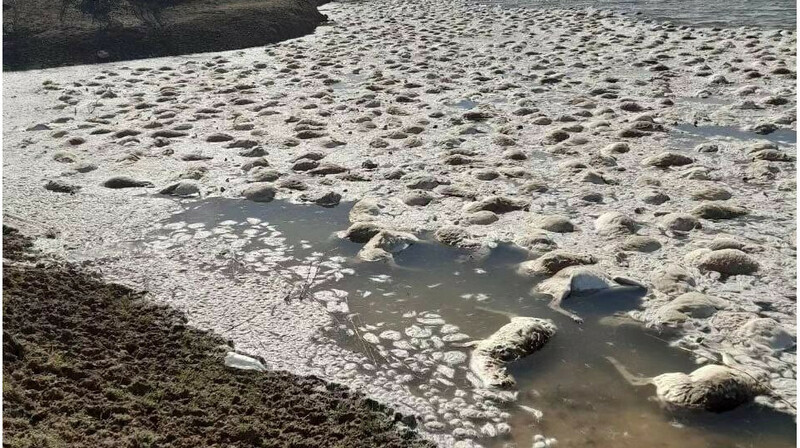 Сотни сайгаков погибли в водоеме в Западно-Казахстанской области. ВИДЕО