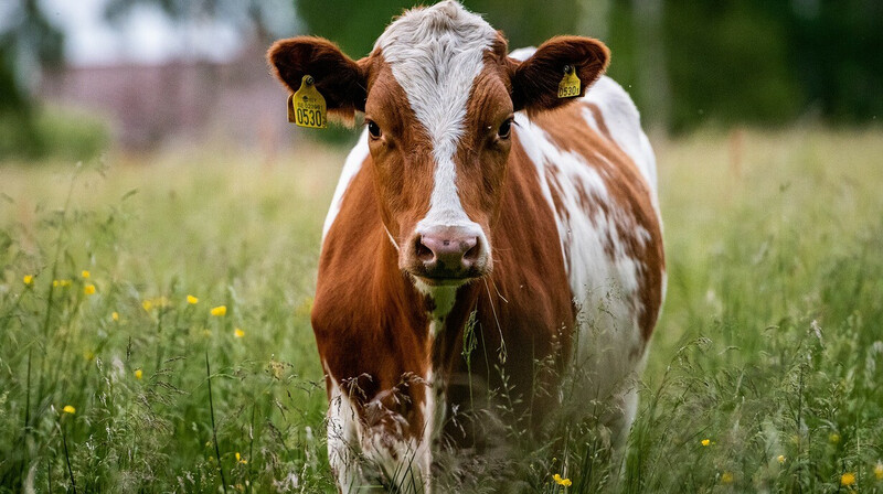 Карантин ввели в селах Туркестанской области из-за  вспышки бешенства скота