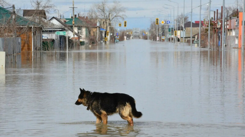 В Уральске дачники перекрыли дорогу, требуя компенсации от паводков