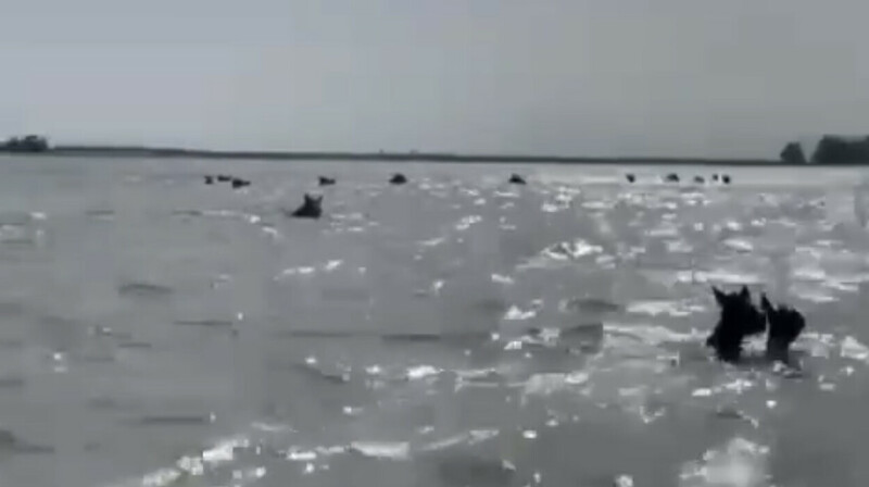 Табун лошадей едва не утонул в ЗКО