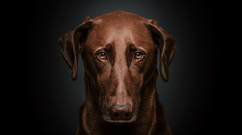 Депутат в Акмолинской области насмерть сбил собаку на глазах у коллег