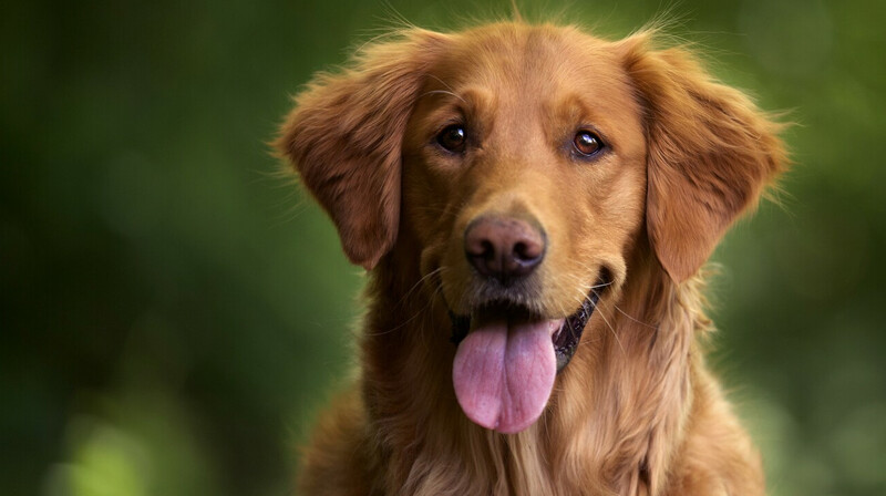 Депутат сбил собаку: какое наказание он получил?