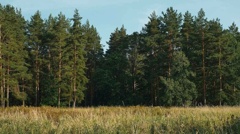 Рекордную сумму выделят на модернизацию лесного хозяйства в Казахстане