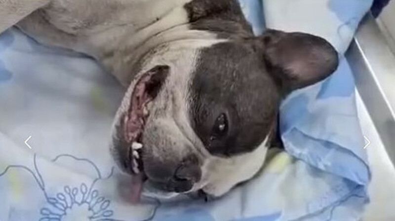 Французского бульдога забили до смерти в Усть-Каменогорске