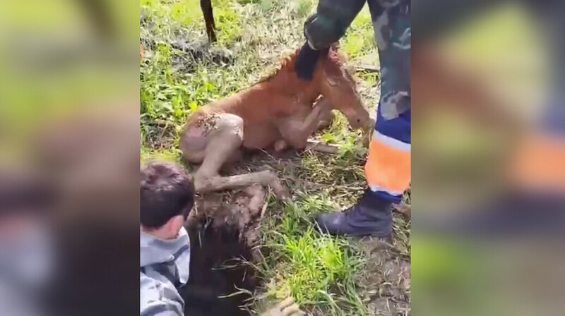 Жеребенка из грязевой ямы вытащили спасатели в Карагандинской области. ВИДЕО