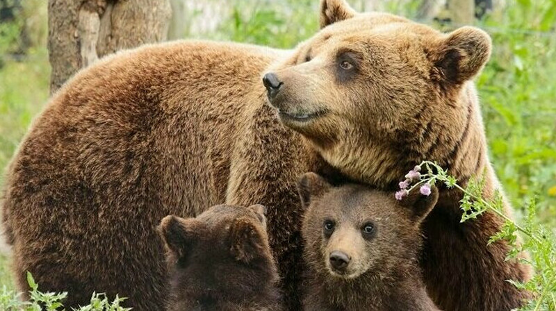 Три медведя напали на жителя Башкортостана во время пробежки