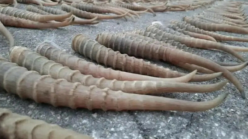 Более тысячи рогов сайги пытались сбыть четверо казахстанцев