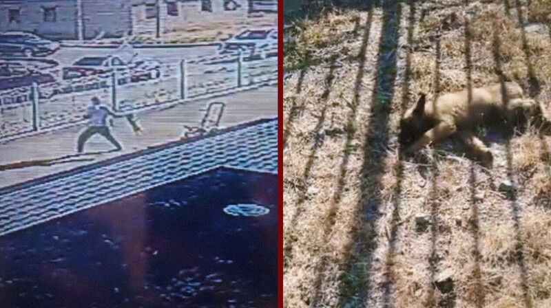 Живодер жестоко избил щенка на глазах детей в Атырау. ВИДЕО