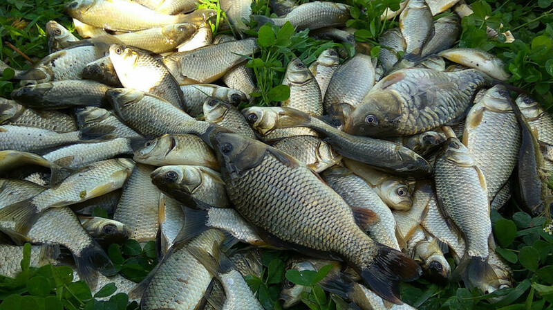 Инспекторов рыбной охраны подозревают в браконьерстве в Атырауской области