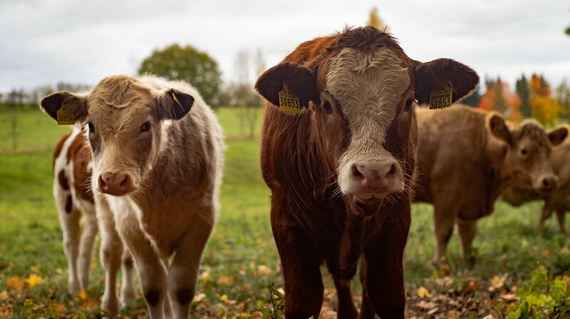 Бруцеллез обнаружили в нескольких районах Карагандинской области