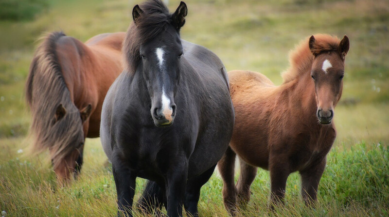 В ВКО мужчина отсудил 700 тыс. тенге у соседа за украденных лошадей