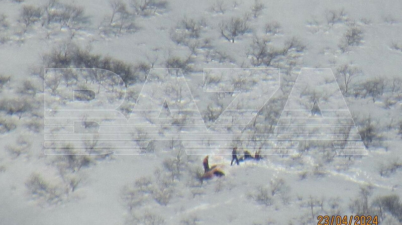 VIP-охота с вертолета: в России инспектор заповедника стал свидетелем убийства медведей. ВИДЕО