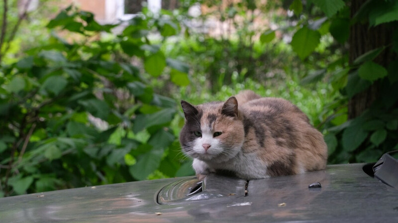 В Алматы стартует программа бесплатного чипирования домашних животных
