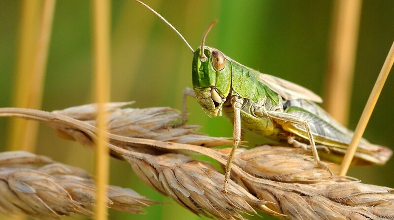 Как в Казахстане борются с нашествием саранчи?