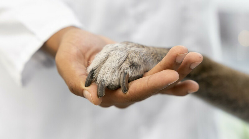 Главу ветслужбы осудили за хищение средств, выделенных на тесты для чумы в Алматы