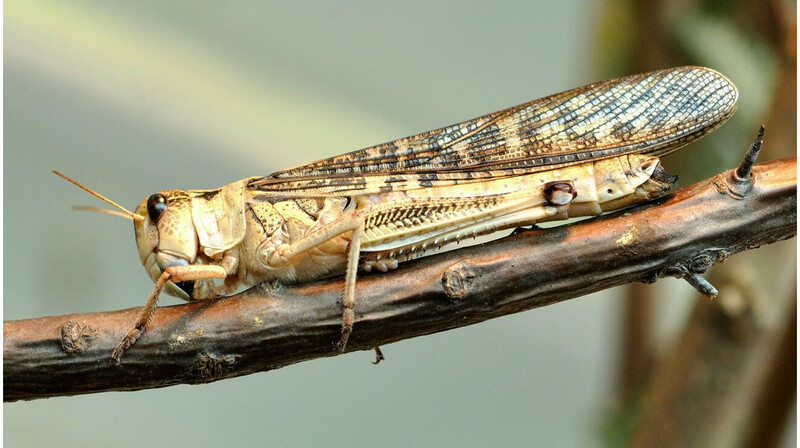Действительно ли саранча считается халяльной: комментарий ДУМК