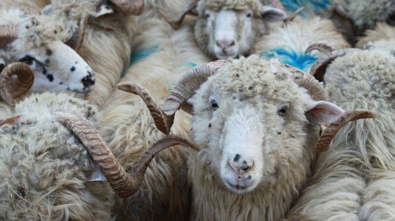 К забою скота на Курбан айт допустят только сертифицированных мясников