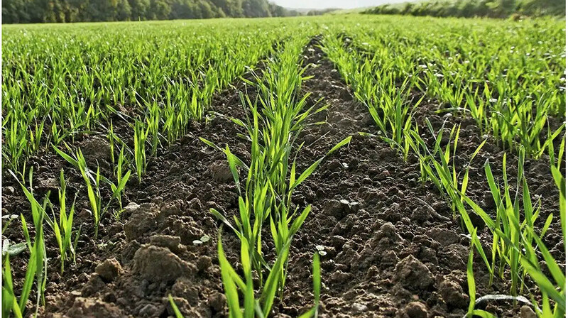 Возможность страхования посевов от сайгаков и саранчи рассмотрят в Казахстане