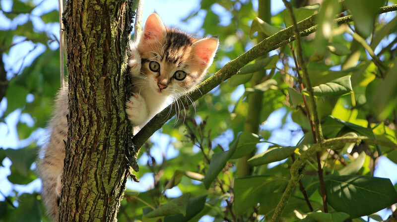 Сотрудники МЧС спасли застрявшего на дереве кота в Астане