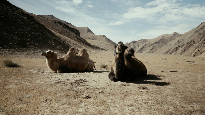 Почти 400 верблюдов пострадали от укусов каракуртов в Атырауской области