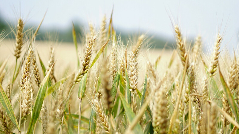 10 уклонистов пытались убежать из Украины в Венгрию через пшеничное поле
