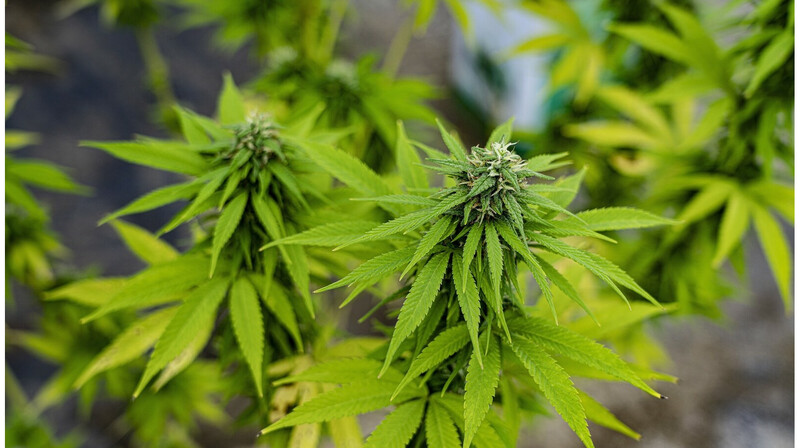 Казахстанца наказали общественными работами за хранение конопли