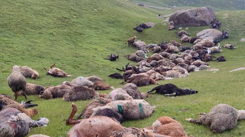 Молния убила около 250 овец в Кыргызстане