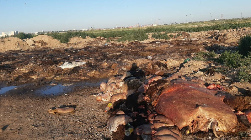 Свалку с тушами животных обнаружили близ Астаны