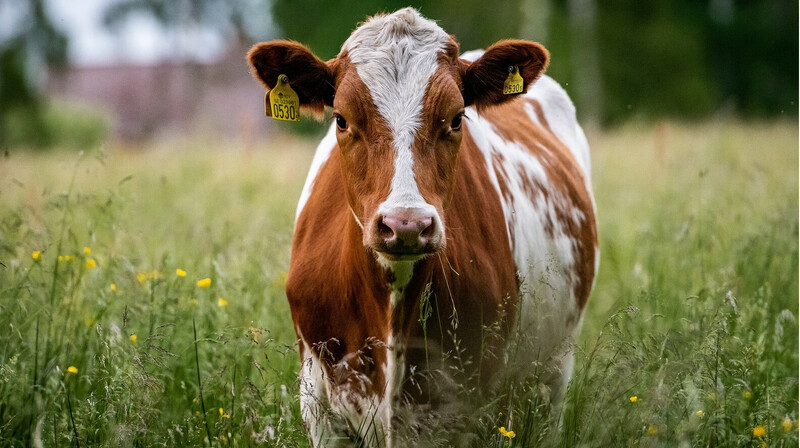 Казахстан продлил запрет на вывоз маточного поголовья скота