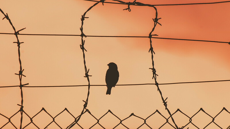 Подписавшие контракт с минобороны России 9 заключенных сбежали с полигона в Белгородской области