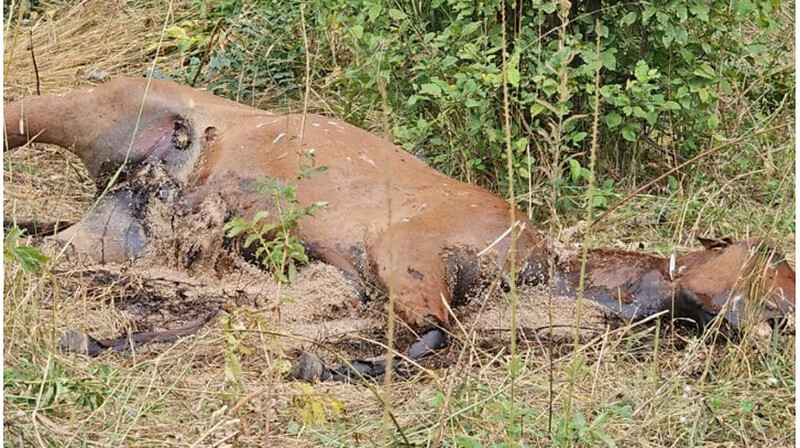 Труп лошади несколько дней гнил недалеко от жилых домов в Алматы