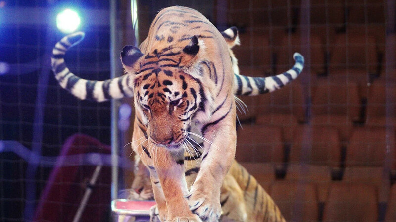 Цирковые выступления с животными запретили в Узбекистане