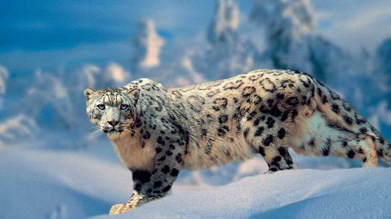 Кыргызстан призвал ООН объявить Международный день снежного барса