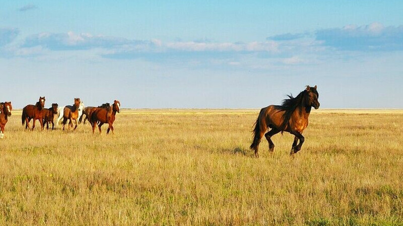 В Казахстане создадут институт коневодства для сохранения отечественных пород лошадей