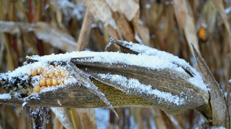 «Часть зерна подгнивает, но это не смертельно» - вице-премьер о хранении урожая