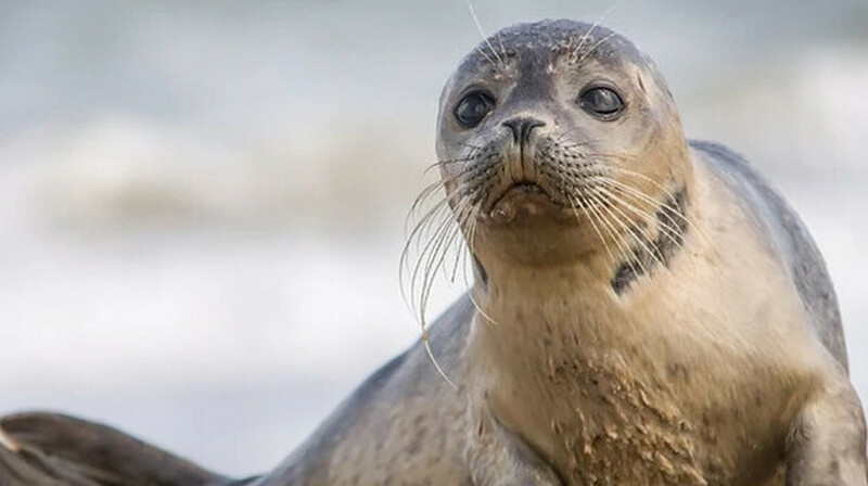 Две тысячи мертвых тюленей выбросило на берег Каспия
