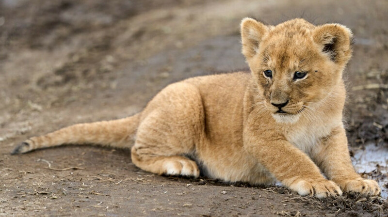 Казахстанца задержали за попытку продать львенка в Шымкенте