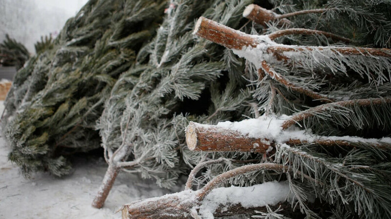 Более Т3,5 млн за ёлку? Штрафы за незаконную вырубку хвойных выросли в Костанае