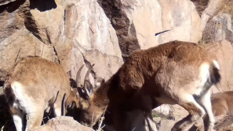 На фотоловушку в Иле-Алатауском попали брачные игры горных козлов