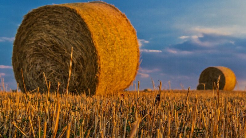В Казахстане объем сельскохозяйственной продукции вырос на 13,4% за 11 месяцев