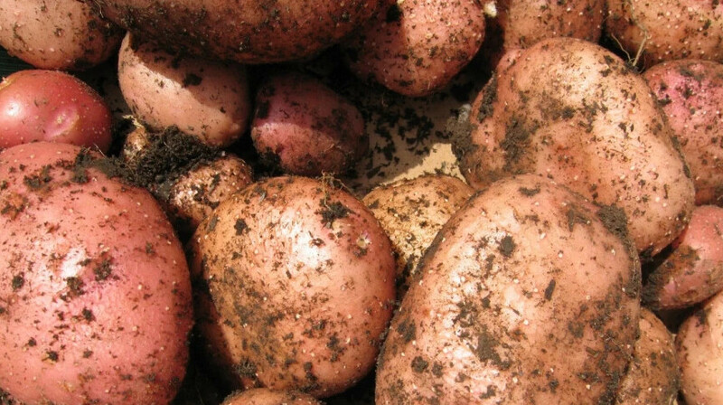 В Астане дефицит картофеля? Разъяснение властей