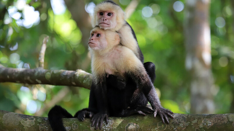 В Караганде изъято краснокнижное животное из частного зоомагазина