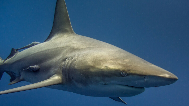 Девочка-подросток погибла в результате нападения акулы на популярном пляже Австралии