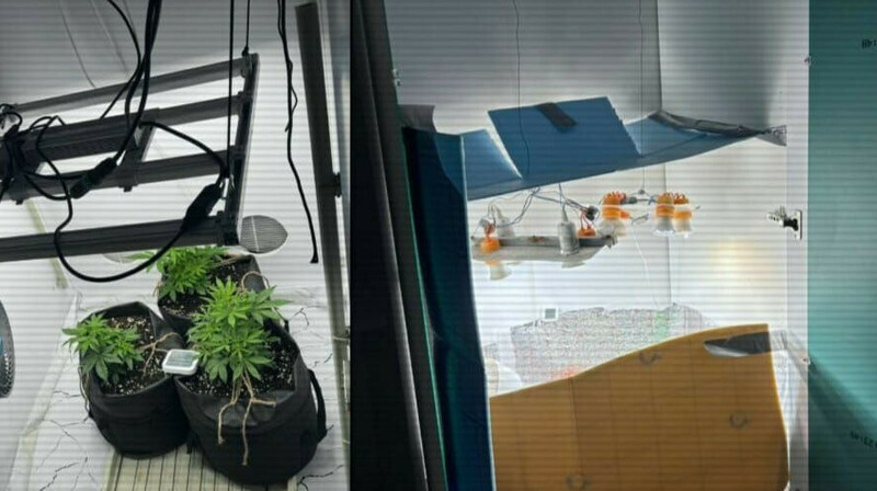 До 15 лет тюрьмы: в Казахстане задержали драгдилеров с сотнями килограммов наркотиков